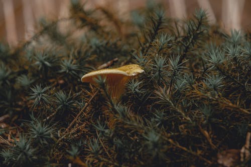 Close-Up Shot of a Mushroom