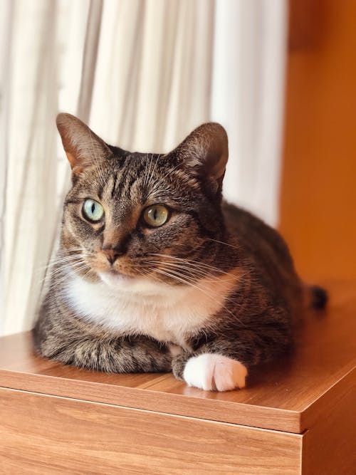 Close-Up Shot of a Tabby Cat 