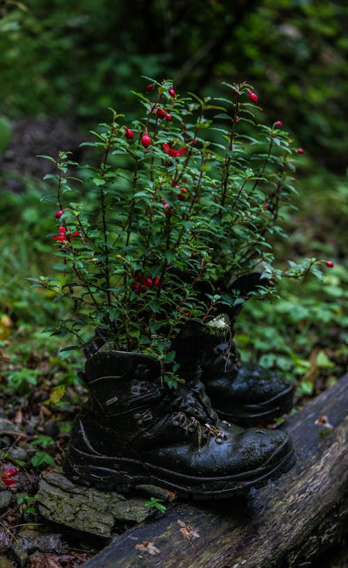 Flowering Shrubs Planted in Shoes