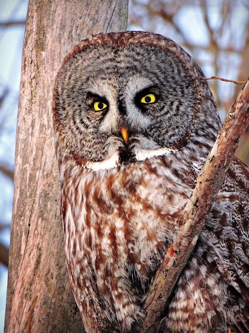 Free stock photo of animal, bird of prey, canada