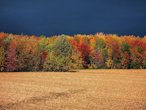 fielet, 加拿大, 樹木 的 免费素材图片