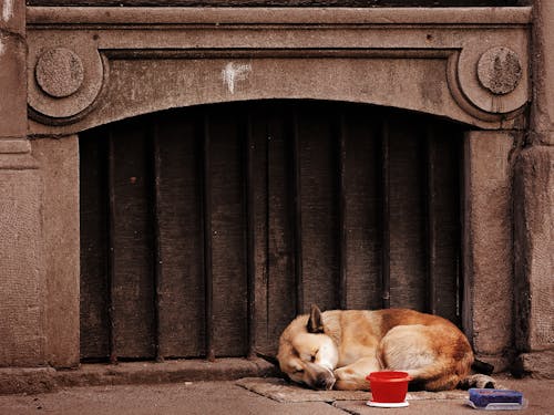 Free stock photo of canada, dog, montreal