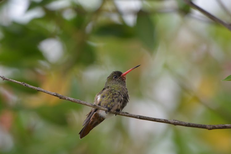 A Bird Perched On A Branch 