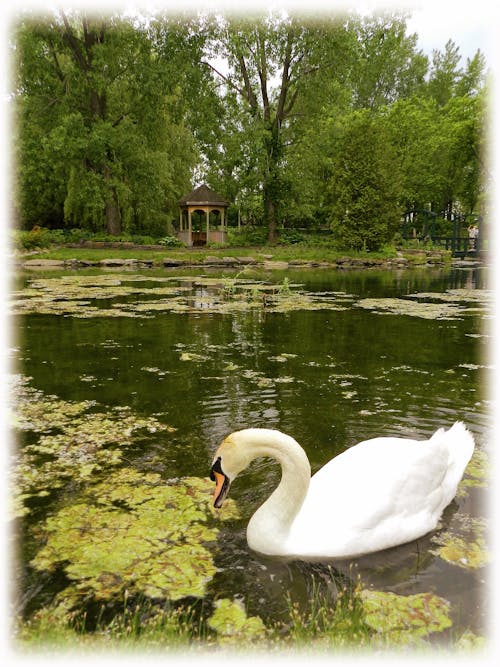 Free stock photo of bird, canada, centre de la nature