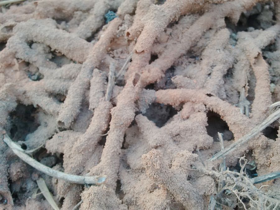 Close-up photograph of termites