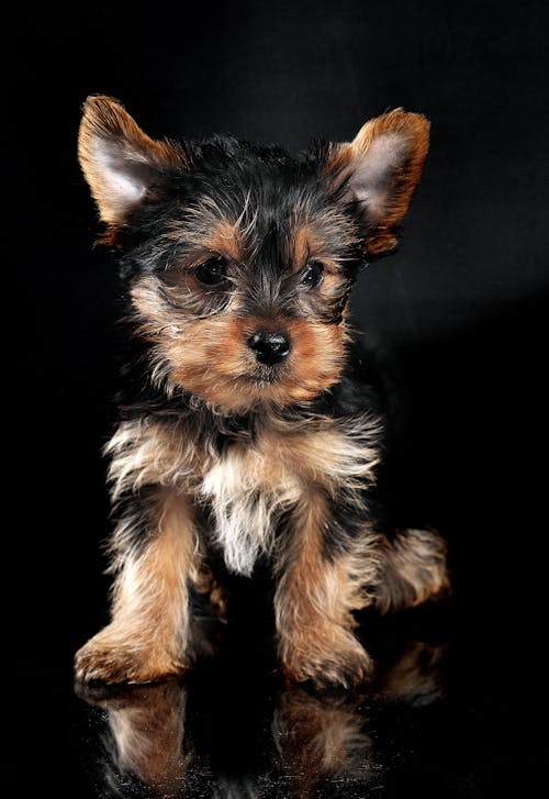 Free Yorkshire Terrier Puppy  Stock Photo