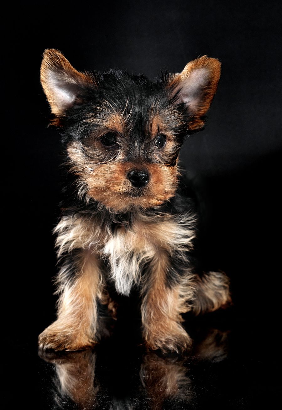 Yorkshire Terrier puppy