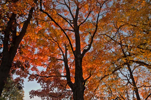 Základová fotografie zdarma na téma oranžové listy, padání, podzim