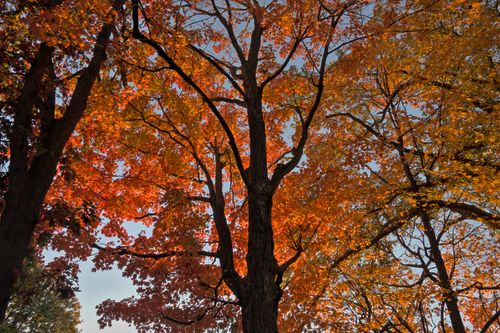 Free Captivating low angle view of vibrant autumn leaves on trees, showcasing fall colors. Stock Photo