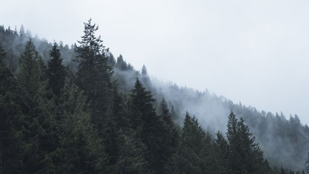 Tranquil view of a misty evergreen forest in British Columbia, Canada.