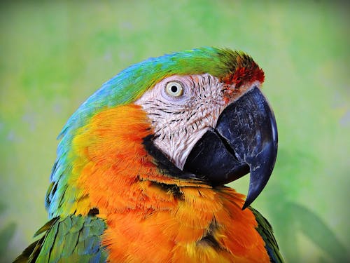 Free stock photo of bird, colors, parrot