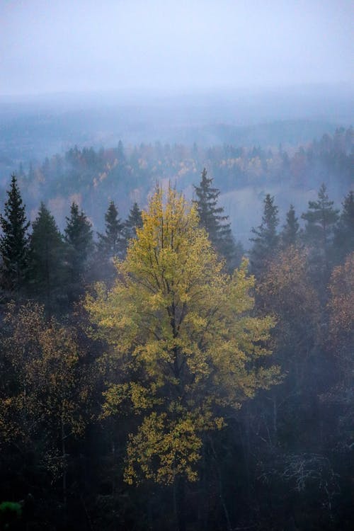 Free Drone Shot of Trees in the Forest Stock Photo