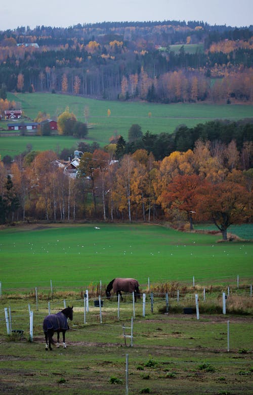 Horses on Pasture and Fields in Countryside