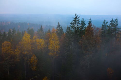 Darmowe zdjęcie z galerii z drzewa, fotografia lotnicza, las