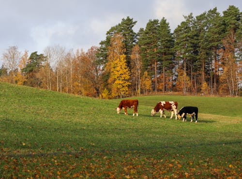 Photo of Three Cows Grazing on a Grass