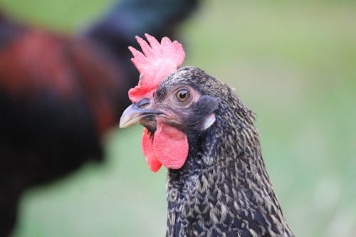 A Chicken's Head in Close-Up Photography