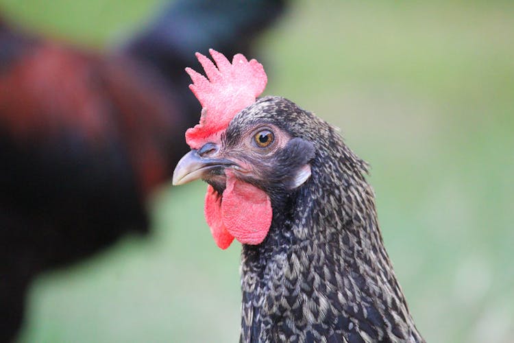 A Chicken's Head In Close-Up Photography