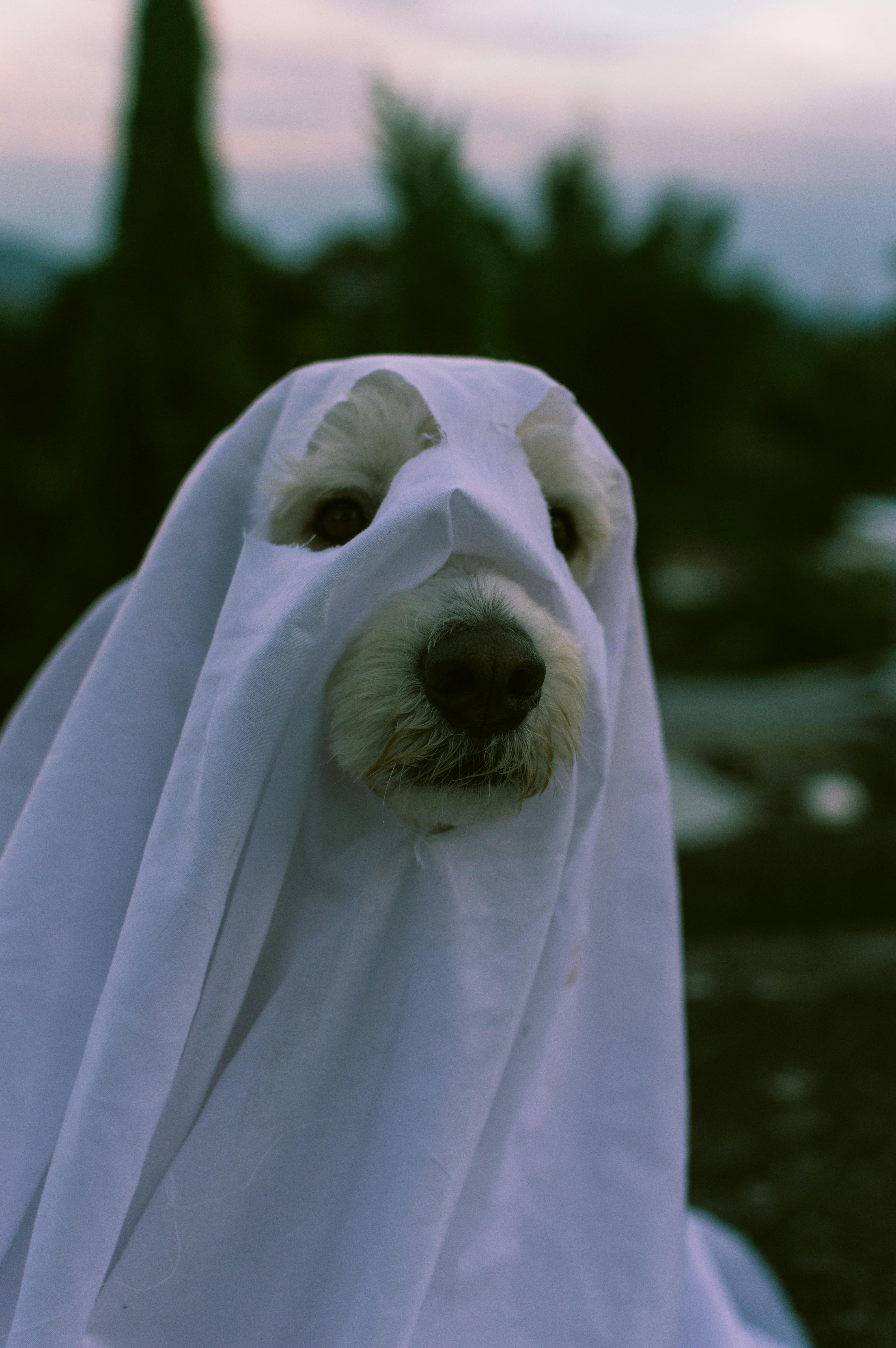 Dog In Ghost Costume · Free Stock Photo