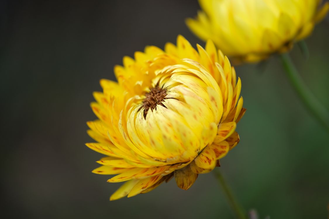 Photo Bloom Close-Up Shot of a Blooming Flower · Free Stock Photo