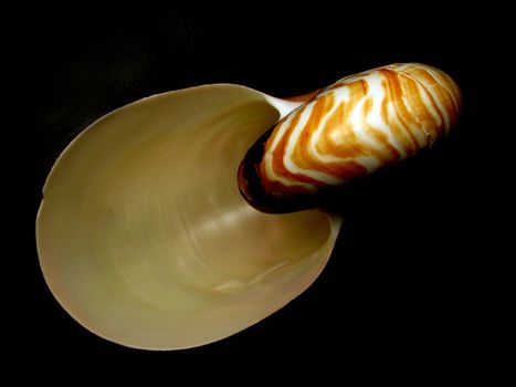A striking close-up of a beautifully patterned seashell against a dark background, showcasing nature's artistry.