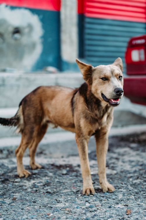Free A close-up of a stray dog standing on a street, showcasing its alert expression. Stock Photo