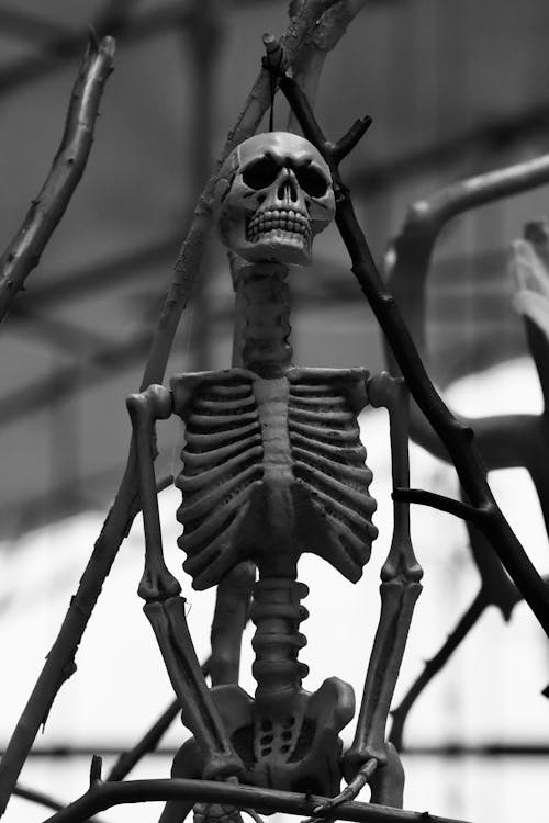 Grayscale Photo of Scary Skeleton on Tree Branch