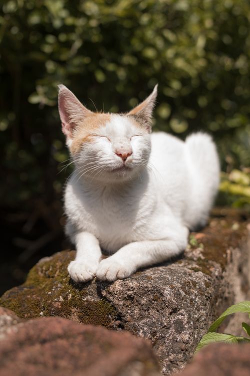 Free A content cat basks in the sunlight while lying on a mossy rock, eyes closed in delight. Stock Photo