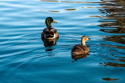 Free Two mallard ducks swim gracefully in clear blue water, showcasing natural beauty. Stock Photo