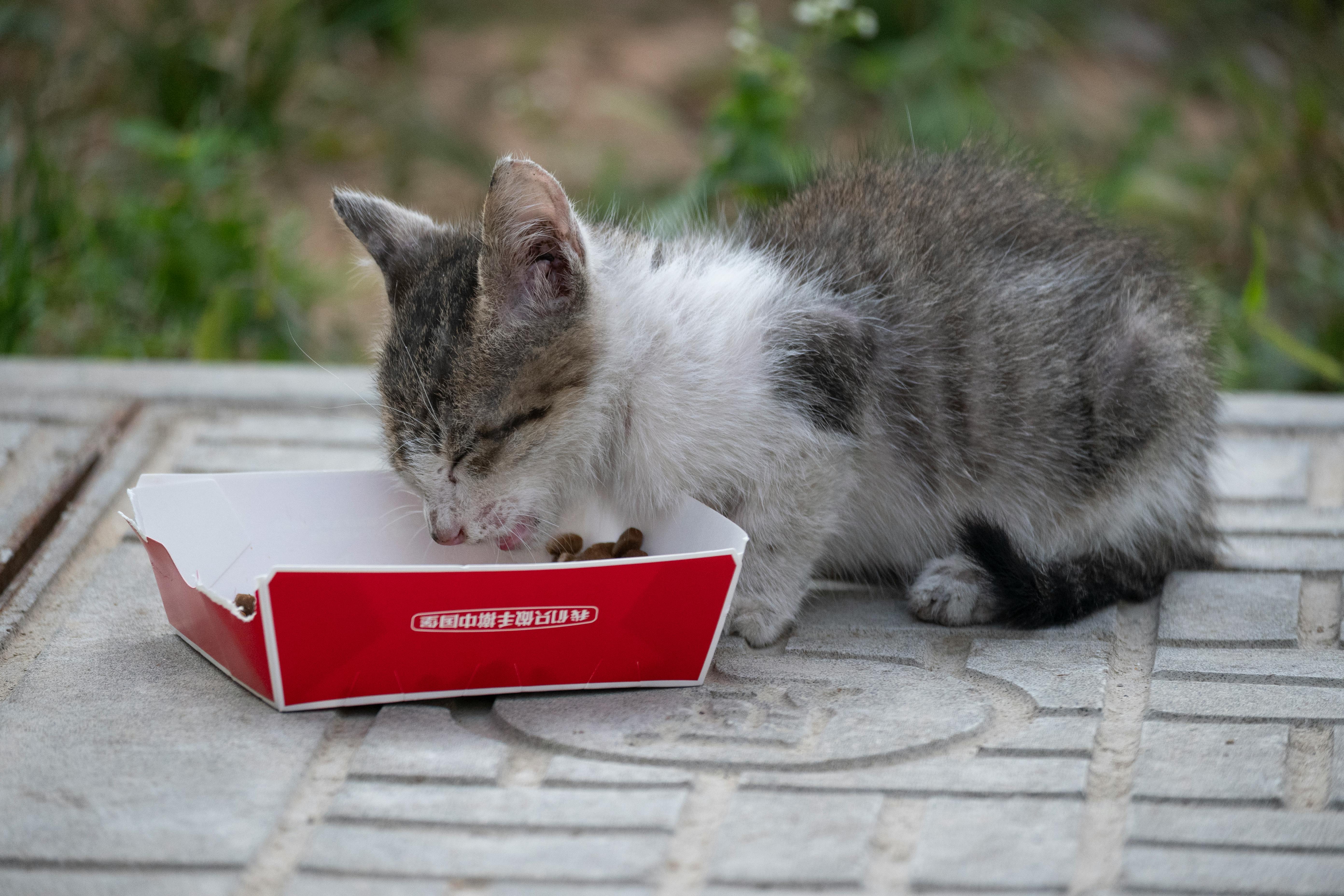 A Cat Eating a Cat Food