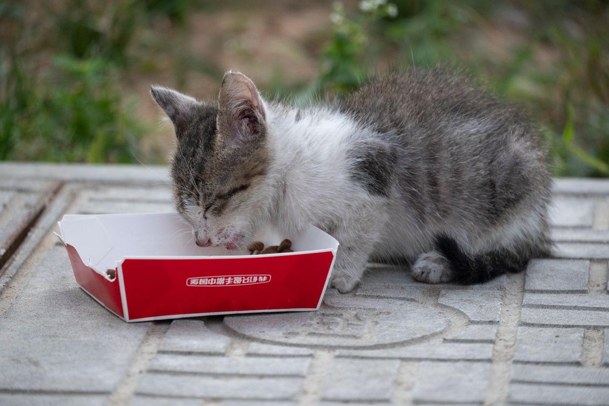 Un jeune chaton savoure son repas dans une boîte rouge à l’extérieur, capturant un moment charmant.
