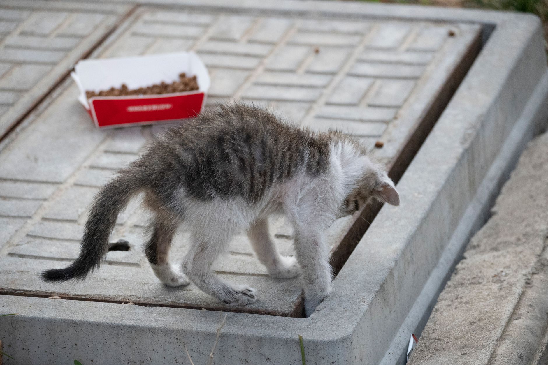 Curious kitten exploring concrete pavement near a box of cat food. Perfect for fans of animal photography.
