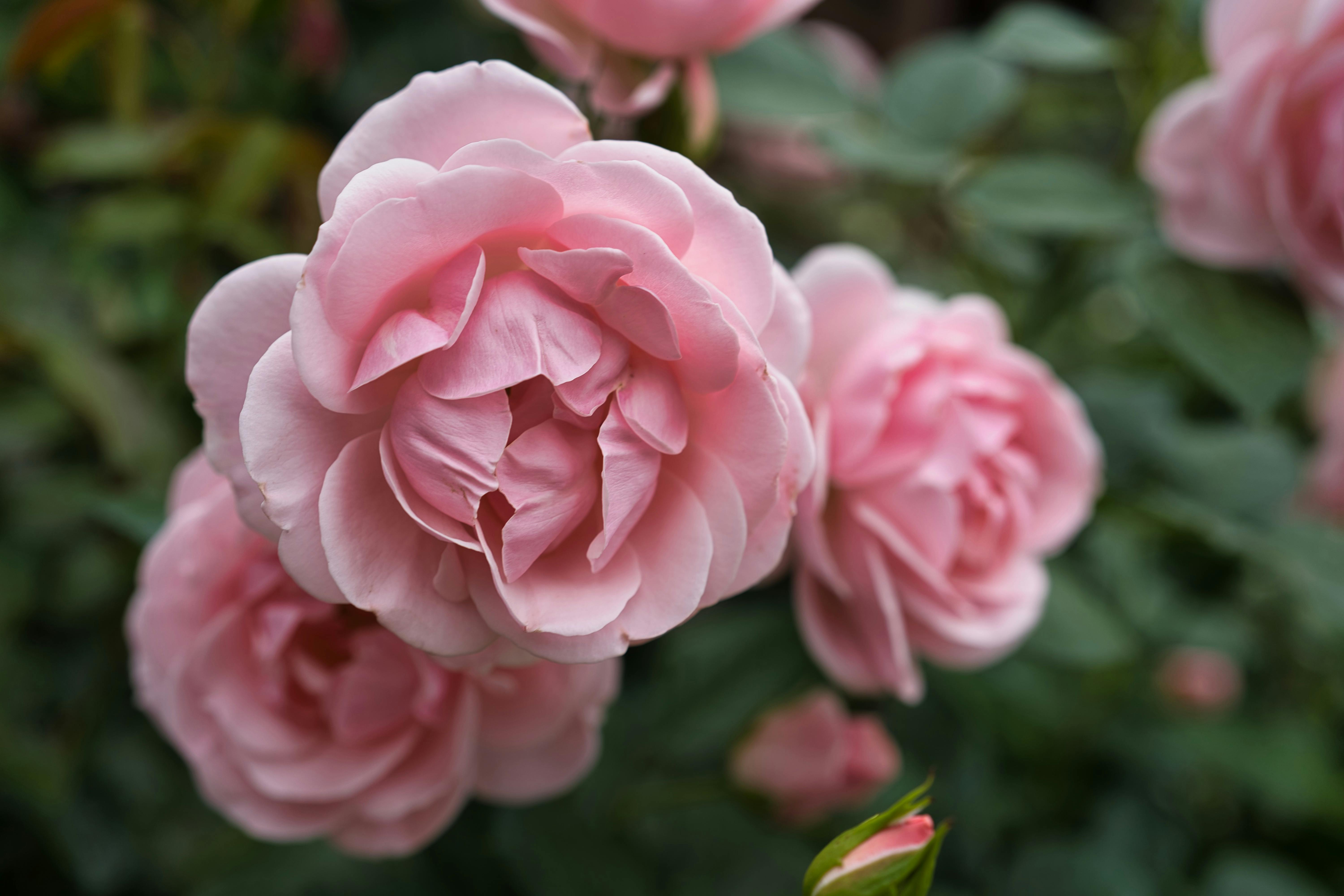 Close-Up Shot of Blooming Pink Roses · Free Stock Photo