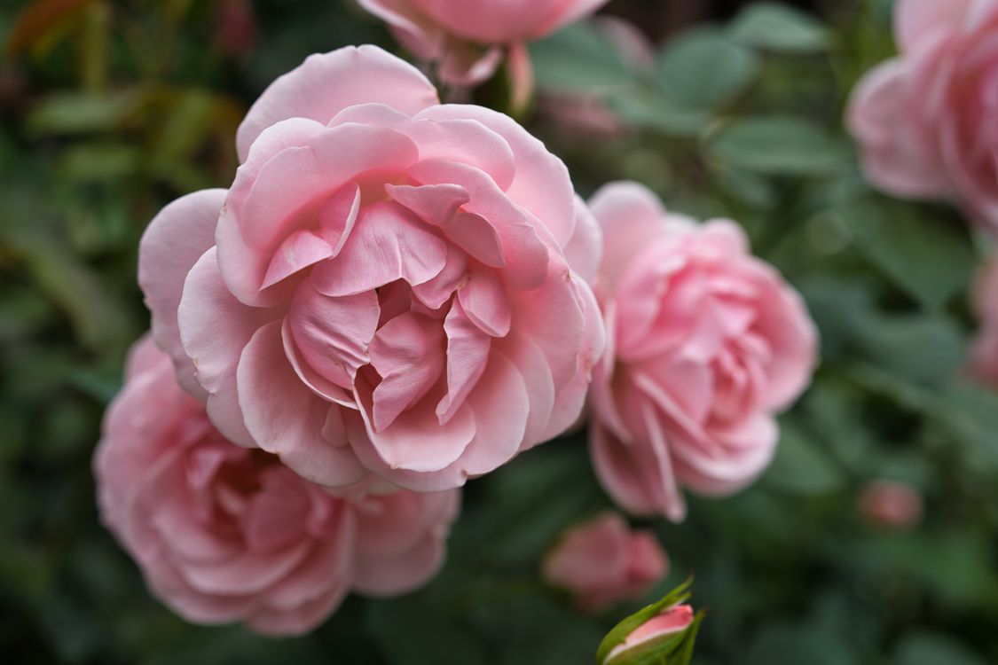 Pink Roses Screen Shot Close-Up Shot of Blooming Pink Roses · Free Stock Photo