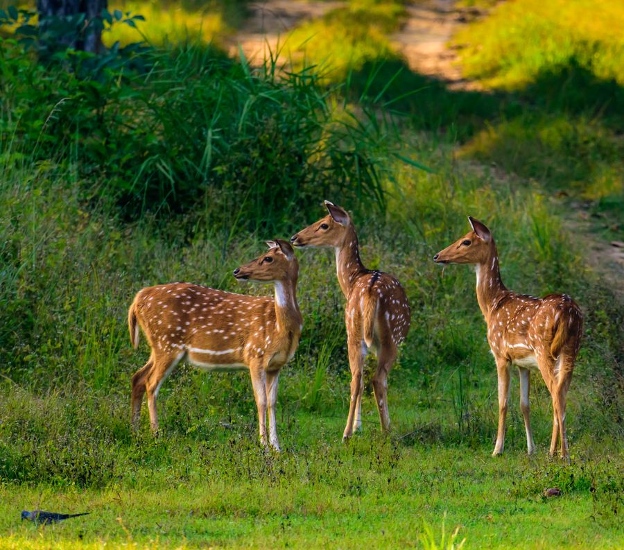 Kanha National Park photo 6