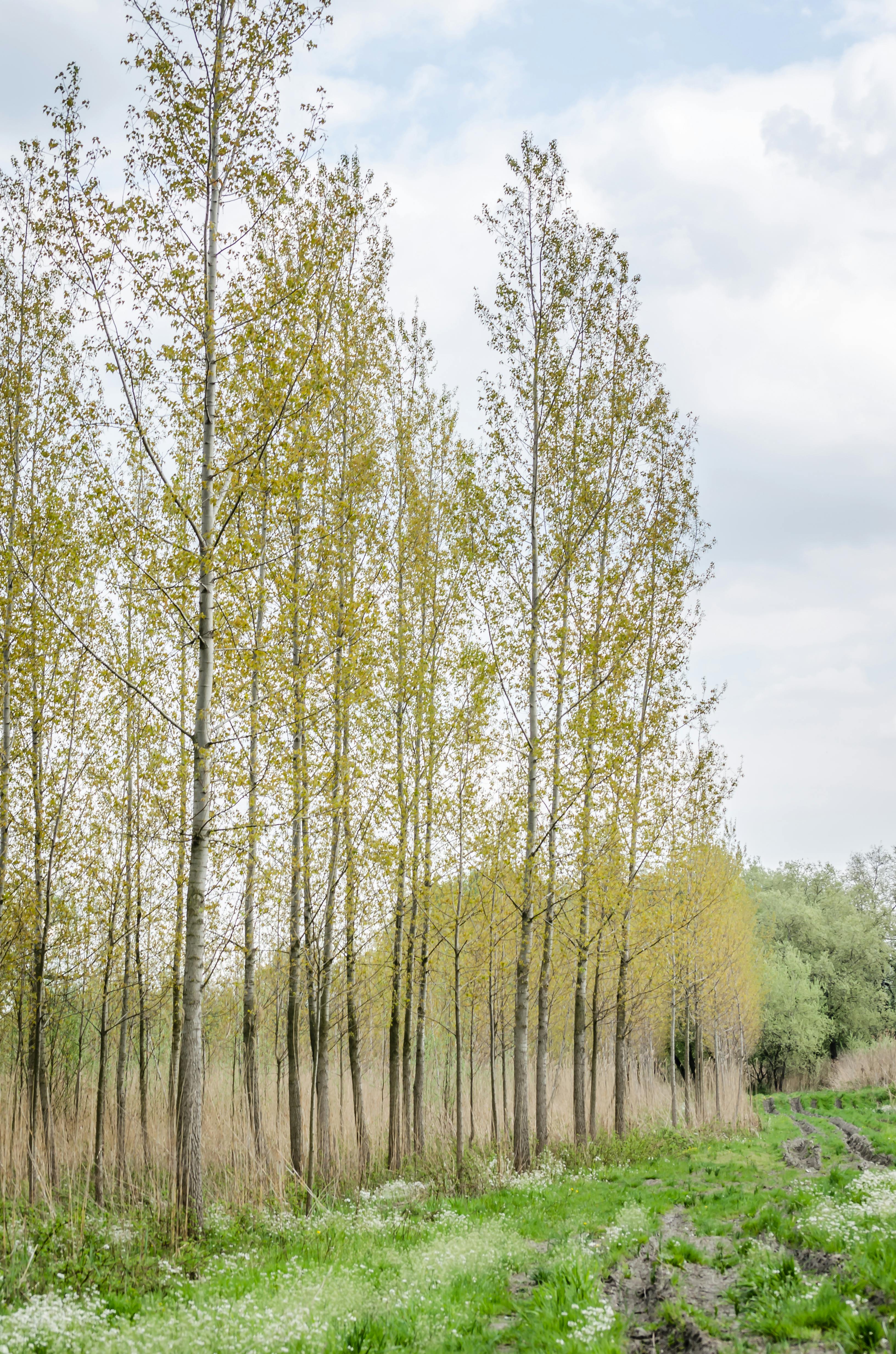 young poplar trees in the spring period of the year