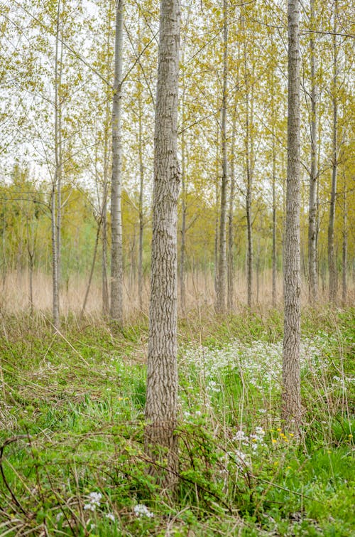 Základová fotografie zdarma na téma les, příroda, prostředí