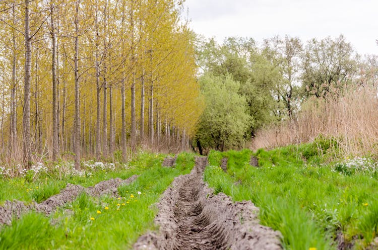 Tracks Of Tractor Wheels On A Muddy Road In The Forest Next To The Danube River In The Spring Part Of The Year.