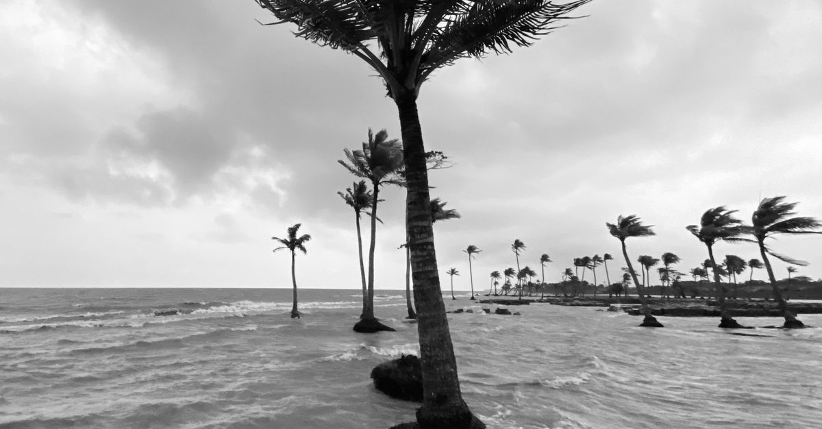 Photo by Sihab Himu Dramatic black and white of palm trees swaying in stormy seas at Charfasson Beach, Bangladesh.