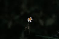 Photo of White Daisy