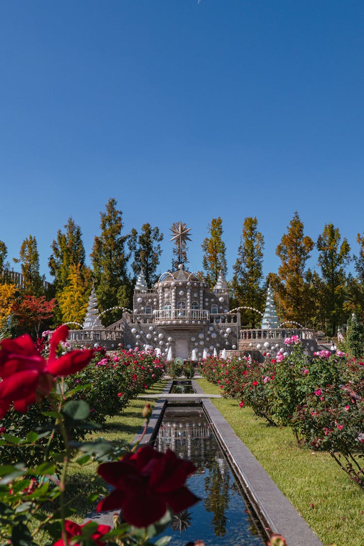 Colorful Flowers In Garden