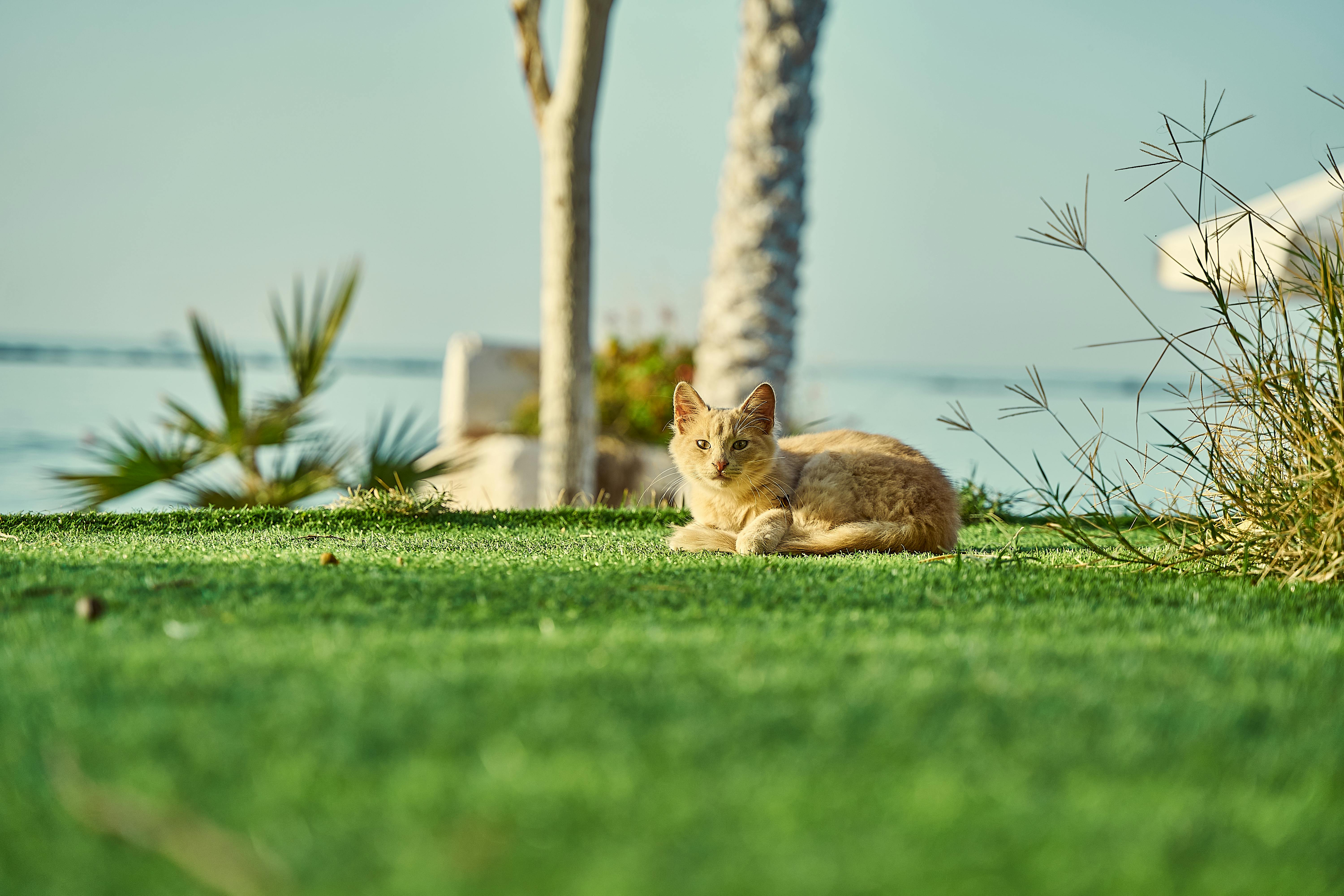 What does a Molly mean cat?