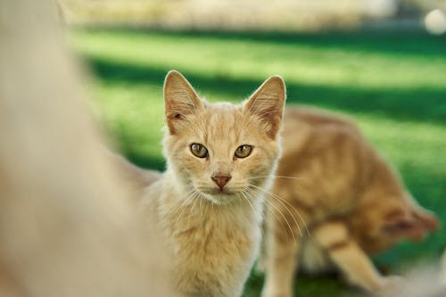 Tabby Cat on Green Grass Field