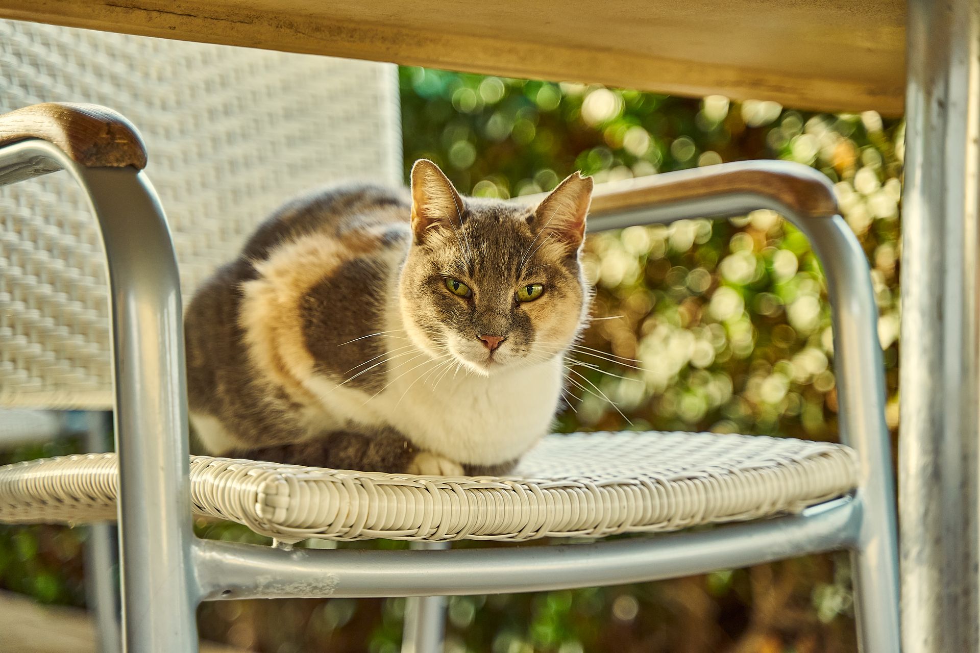 A calico cat lounging on a wicker chair outdoors with a sunny garden background.