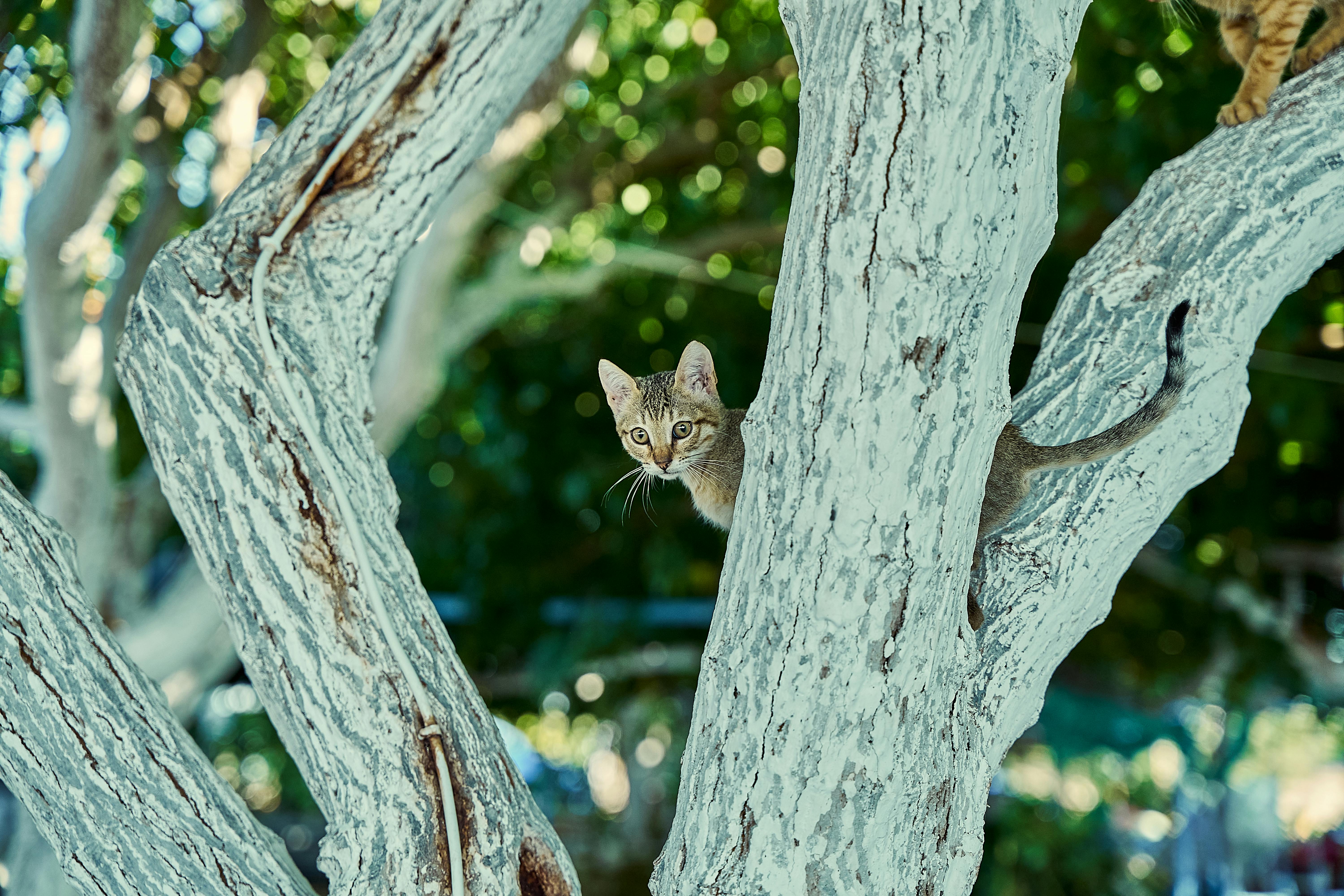 A tabby cat curiously peeks through the branches of a tree, blending with nature.