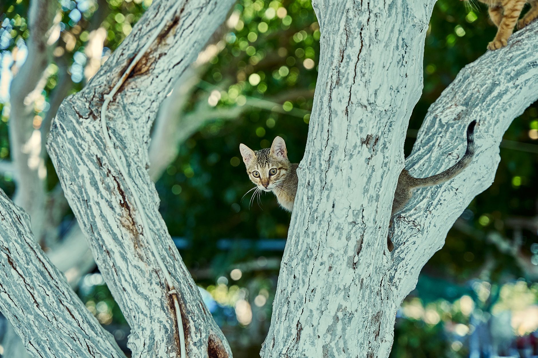 Best Cat Trees 2026: Tall, Condo, Hammock & Sisal Post Picks