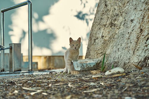 Photos gratuites de animal, animal de compagnie, chaise