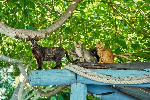A group of diverse cats sitting on a blue wooden roof with lush green foliage in the background.