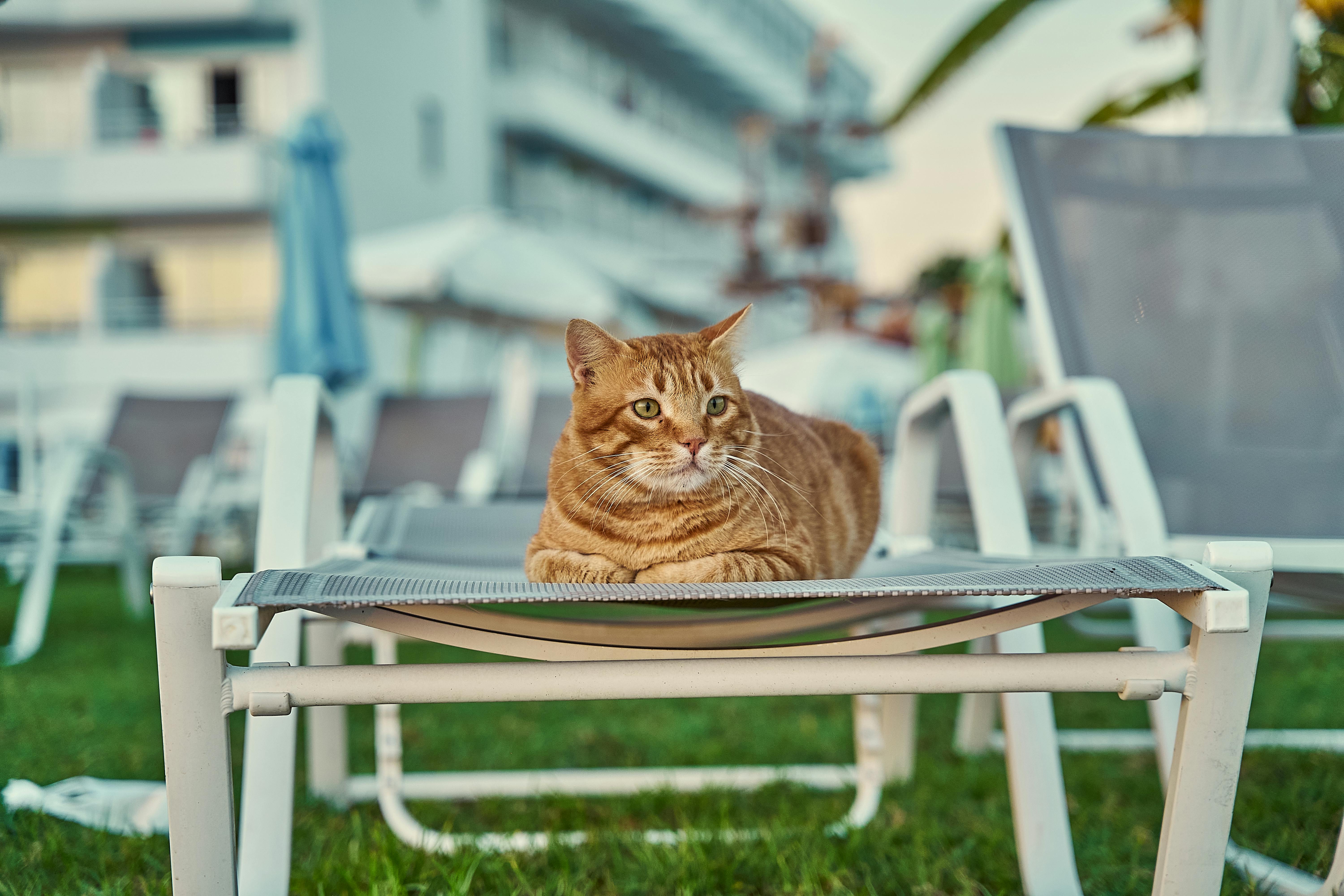 Pet clearance sun lounger