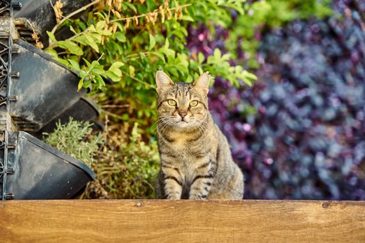 Charming tabby cat in a garden surrounded by lush greenery and potted plants.