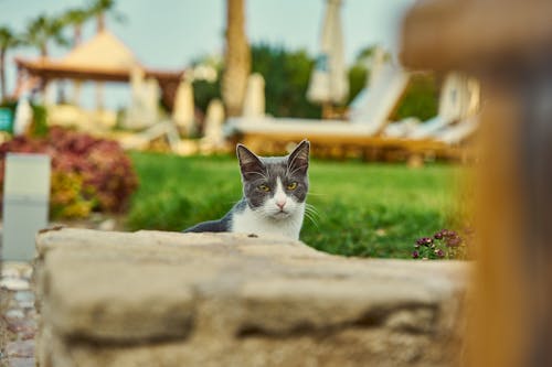 Foto d'estoc gratuïta de animal, cadira, felí